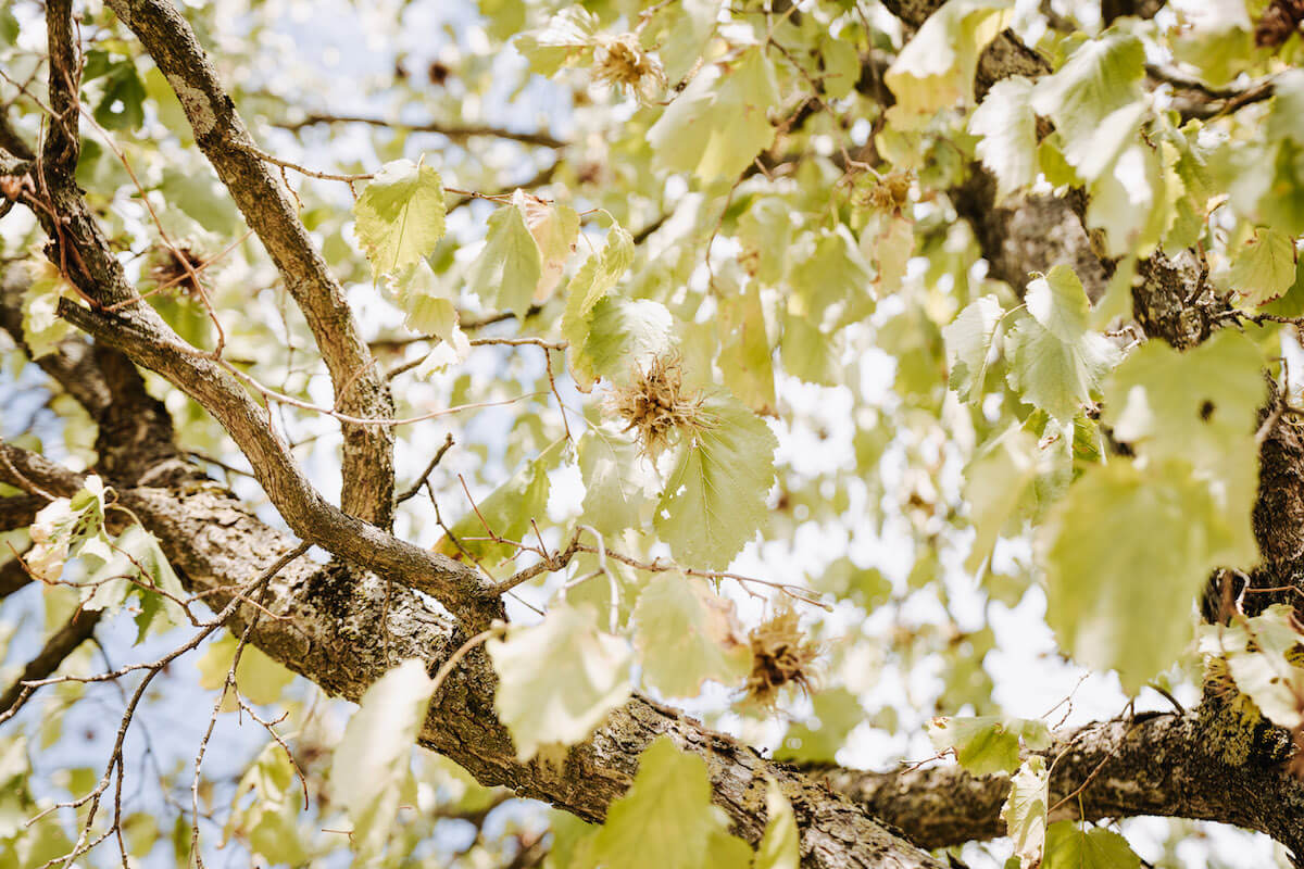 Zu sehen ist eine Nahaufnahme eines Haselnussbaumes mit Blättern, Nüssen und dem Stamm.