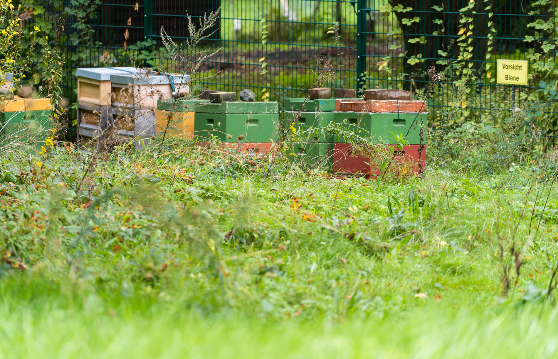 Sieben Bienenstöcke stehen im hohen Gras