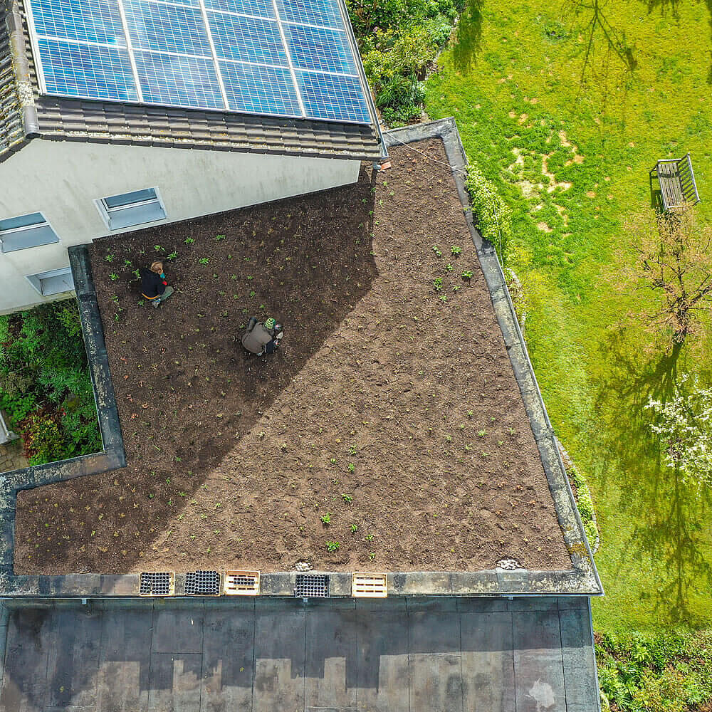 Zu sehen ist ein Dach aus der Vogelperskeptive. Zwei Menschen pflanzen Pflanzen in das Substrat auf dem Dach ein.